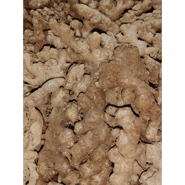 JAHE EMPRIT SUPER PILIHAN 1KG