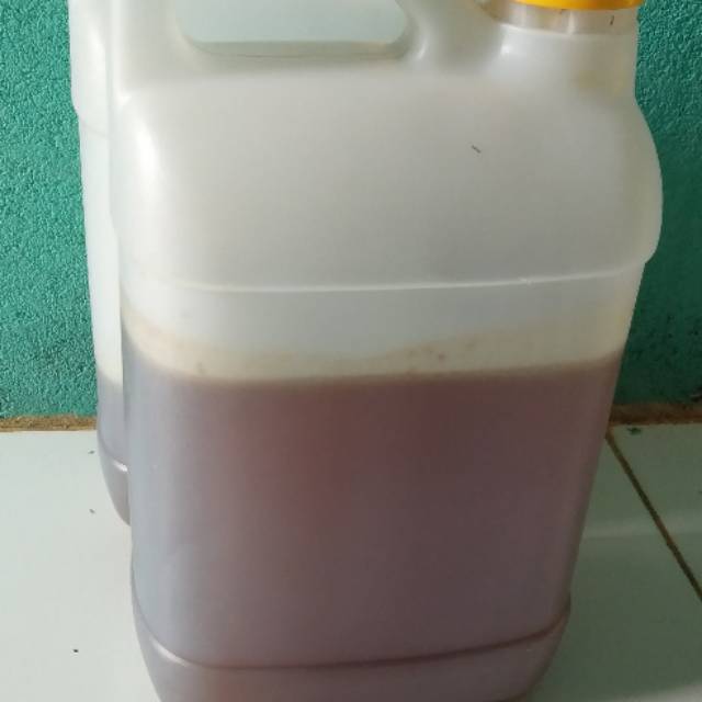 

Madu Hutan kalbar