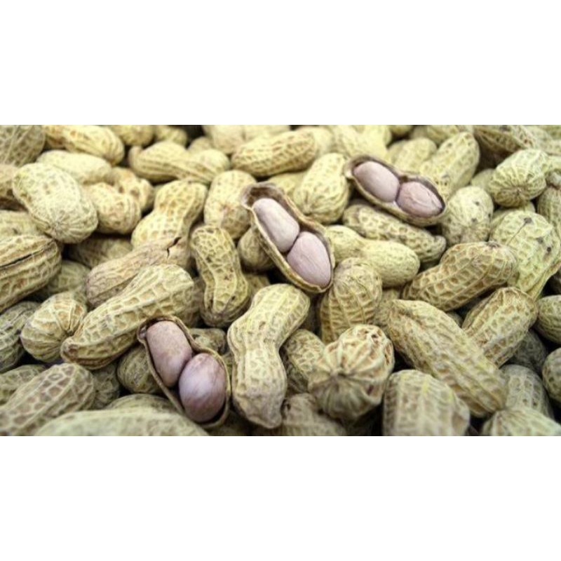 

Kacang Kulit Asin