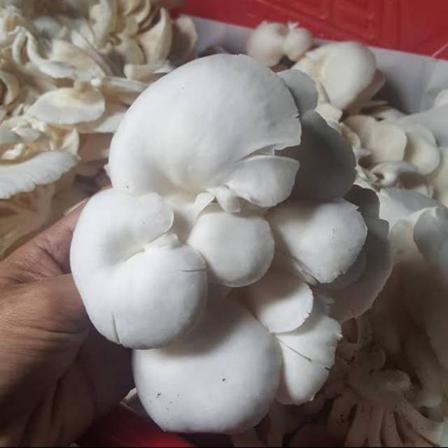 

Jamur Tiram Fresh 250 gram