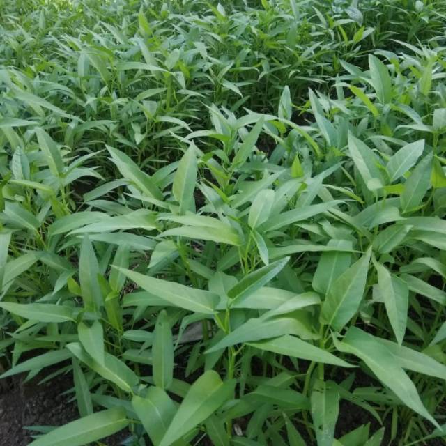500 Biji - Benih Kangkung DAUN SEDANG