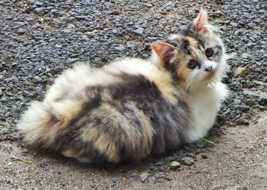 Pipa Air Paralon Air Pvc 1 2 Inch 50 Cm