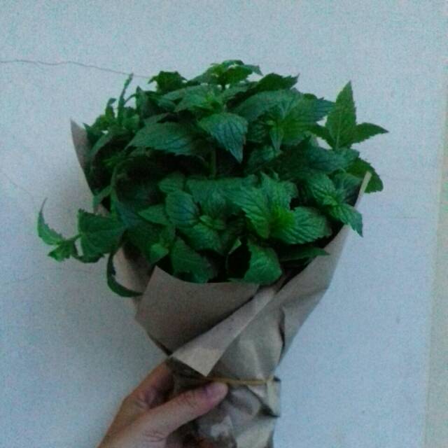 

Daun mint segar