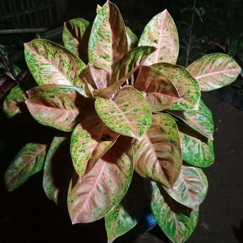 Bunga aglaonema big roy jumbo rumpun 6