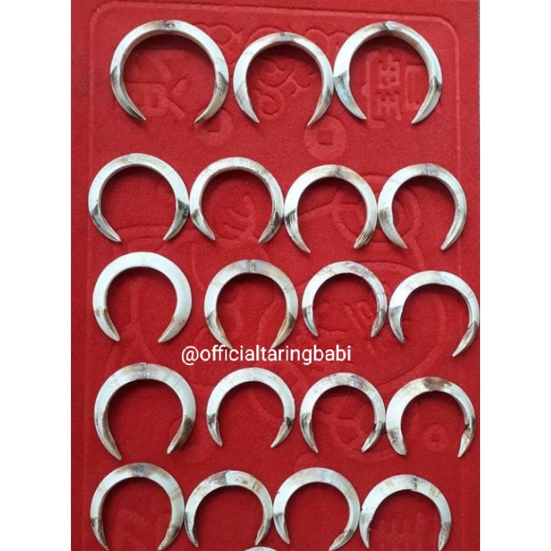9cm Sepasang Taring Babi Original Officialtaringbabi