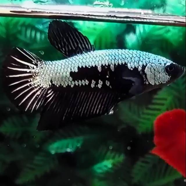 IKAN CUPANG BLACK SAMURAI