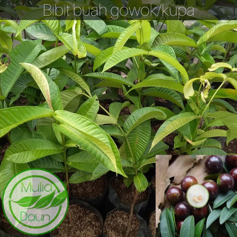 Bibit tanaman gowok/Pohon gowok/Buah gowok kupa mulai langka