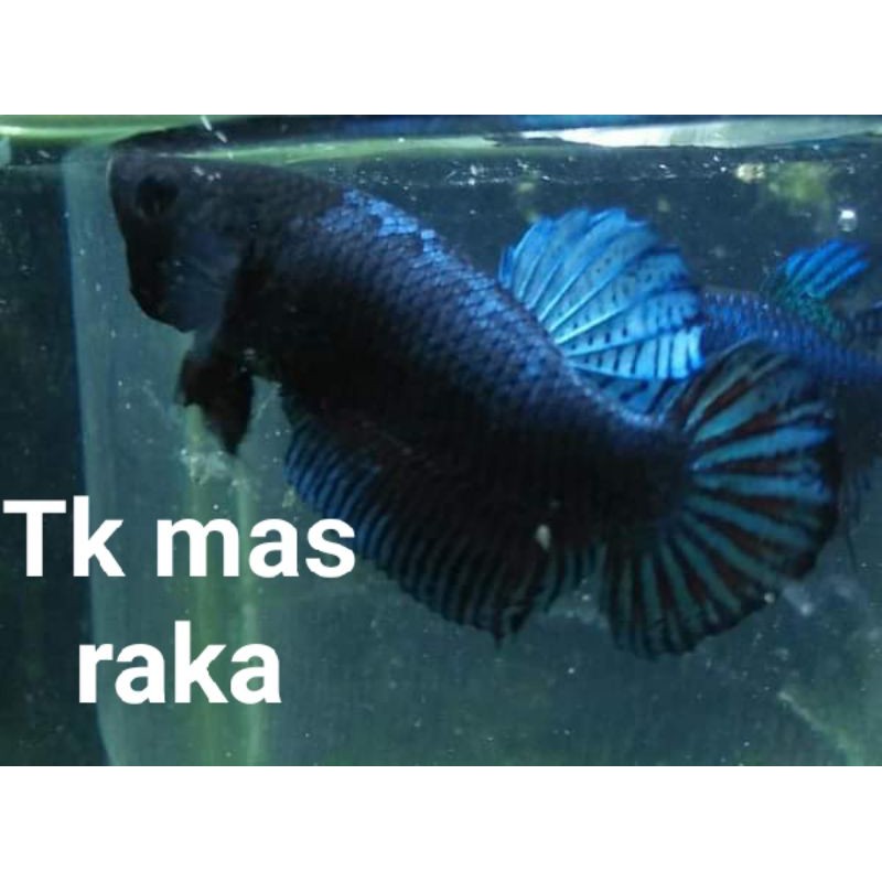 IKAN CUPANG ADUAN MDS