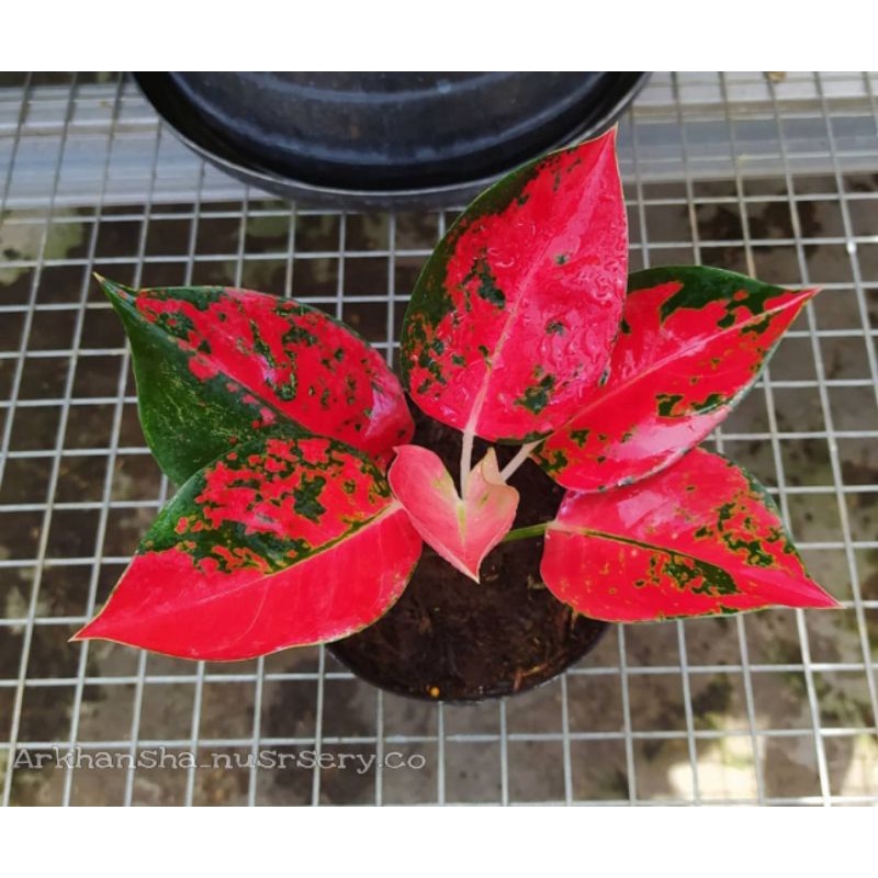 Aglonema kochin red diamond