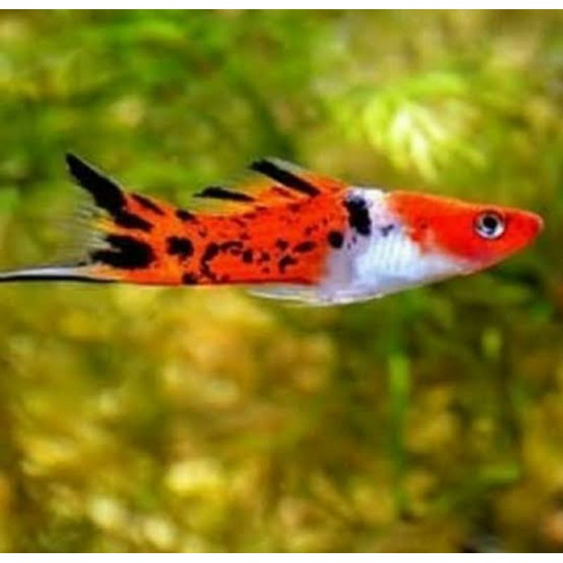 ikan platy sanke