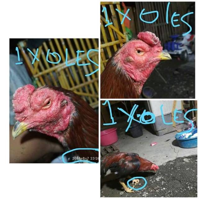 Korep Obat Ayam Korep Shopee Indonesia