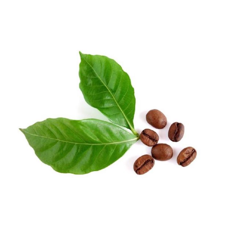 

Daun Kopi segar 500g