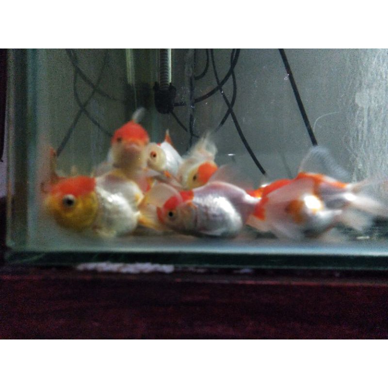 

Ikan Mas Koki Size 6-7 CM Tulung Agung