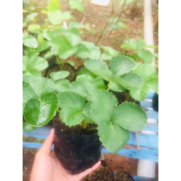 tanaman strawberry dataran rendah