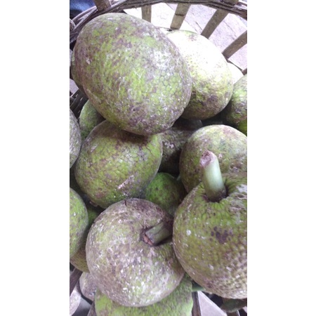 

Buah Sukun Sokon Sakon segar perbuah