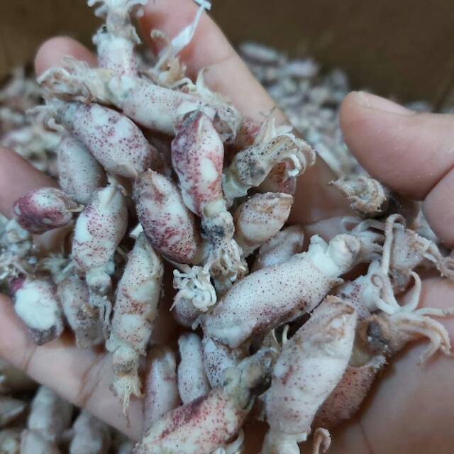 

Beby cumi rebus darat.enak dan empuk.setok banyak bisa orderan partai besar.bisa order 1 kilo