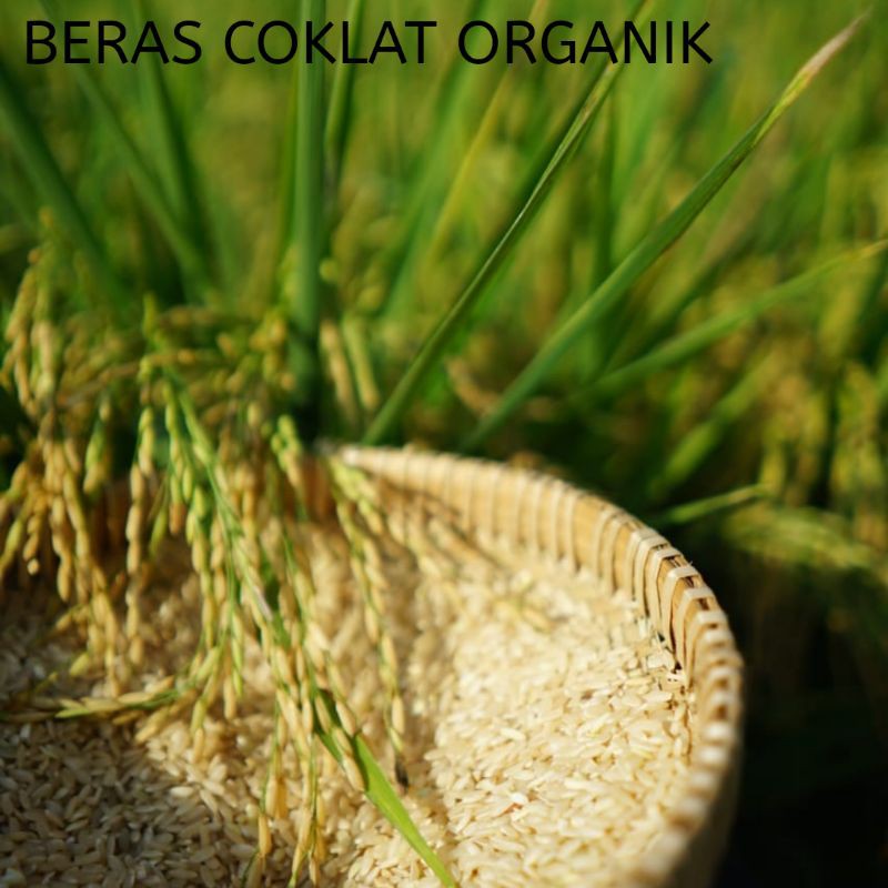 

mentik susu organik pecah kulit atau brown rice