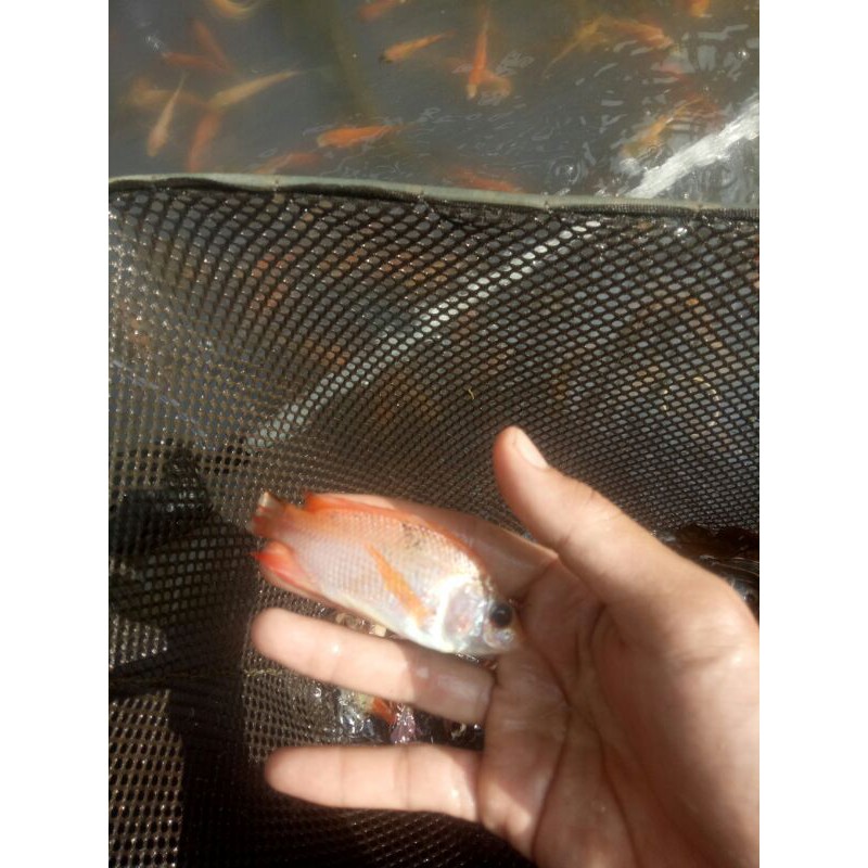 bibit ikan nila merah ukuran 2 jari