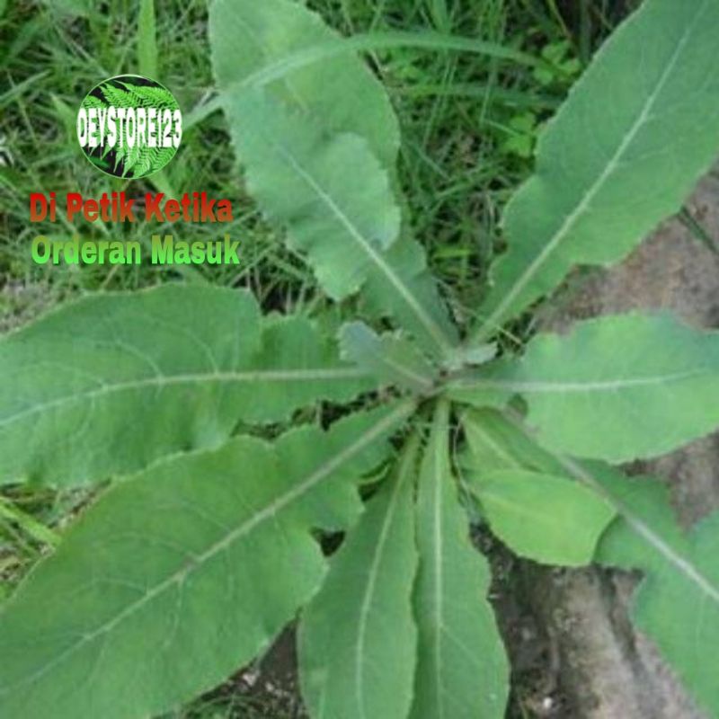 

Daun tempuyung segar 500 Grm
