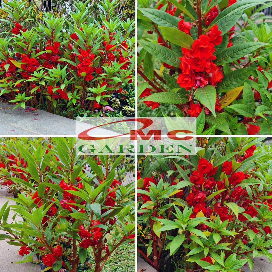 Bibit Tanaman Hias Kembang Bunga Pacar Air Merah Tumpuk PACAR-2030
