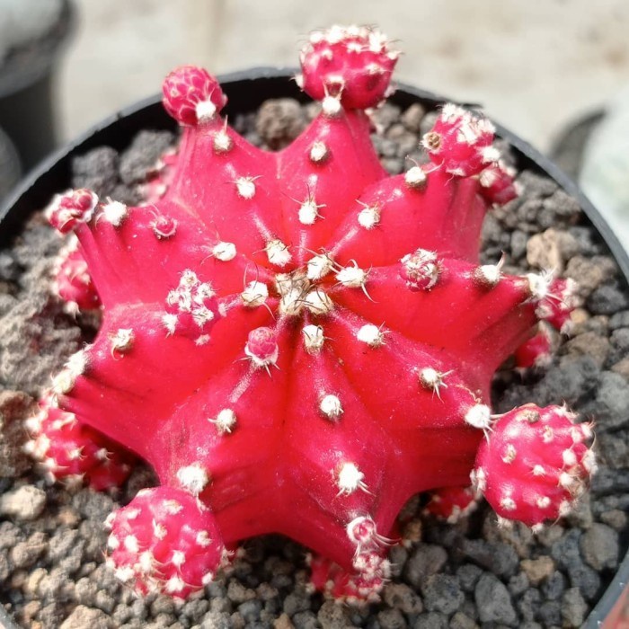 gymnocalycium super red korea KAKTUS SUKULEN|TANAMAN HIAS