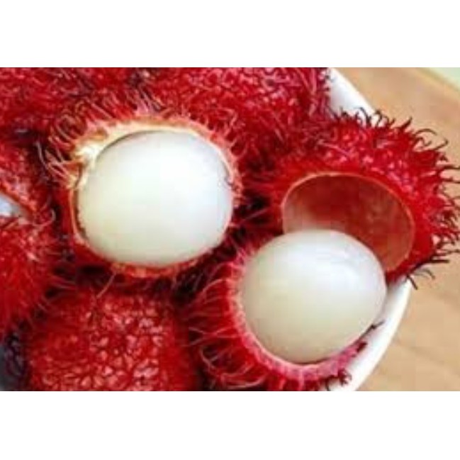Bibit Rambutan Garuda