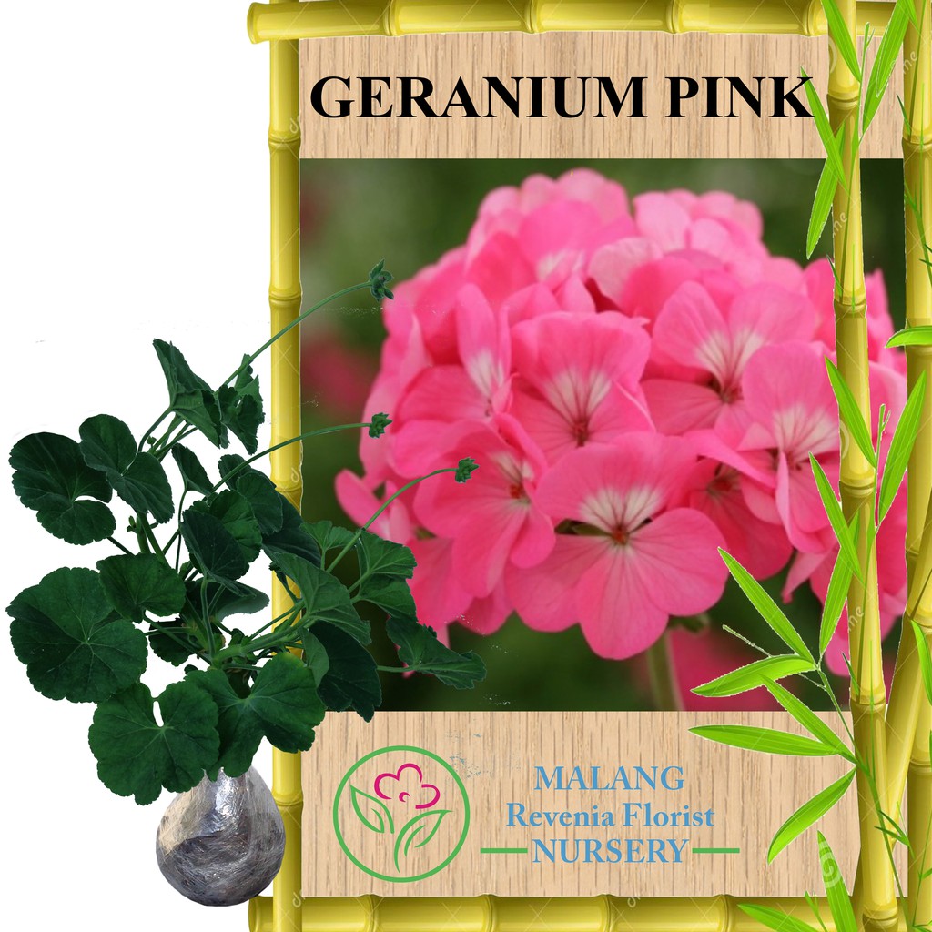 Tanaman Bunga Soka Pink Jepang Tinggi 30 40 Cm Shopee Indonesia