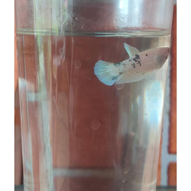 IKAN CUPANG HIAS PLAKAT MARBEL 1 PAIR(SEPASANG)