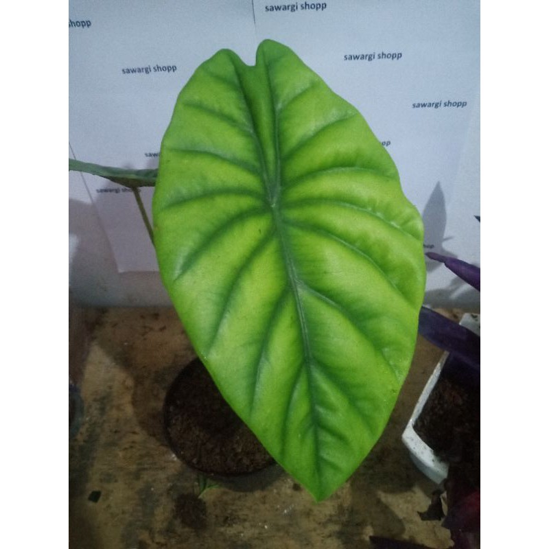 Keladi Tengkorak Hijau