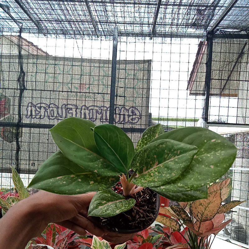 Aglonema Green Emerald