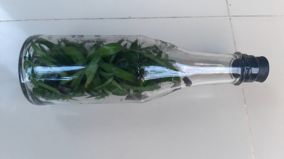 Sedling Anggrek Cattleya