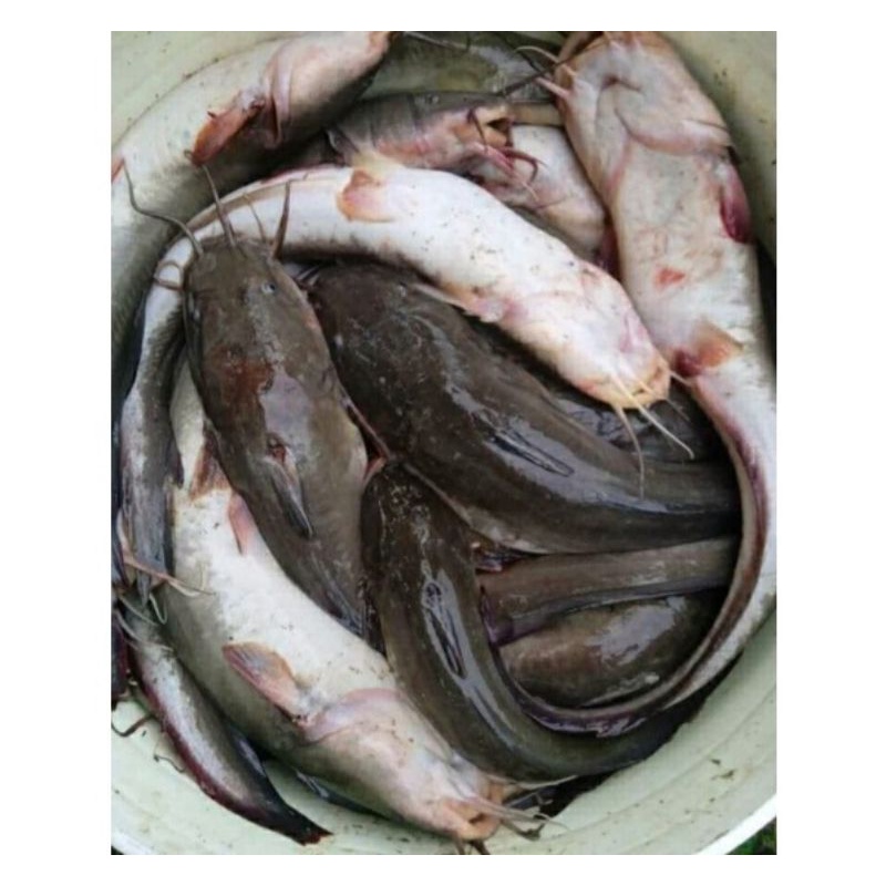 

Ikan Sembilang Hasil Laut Segar Fresh Frozen 1Kg / BERGARANSI