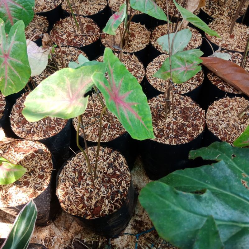 TanamanHias,KeladiMerah(KELADI)