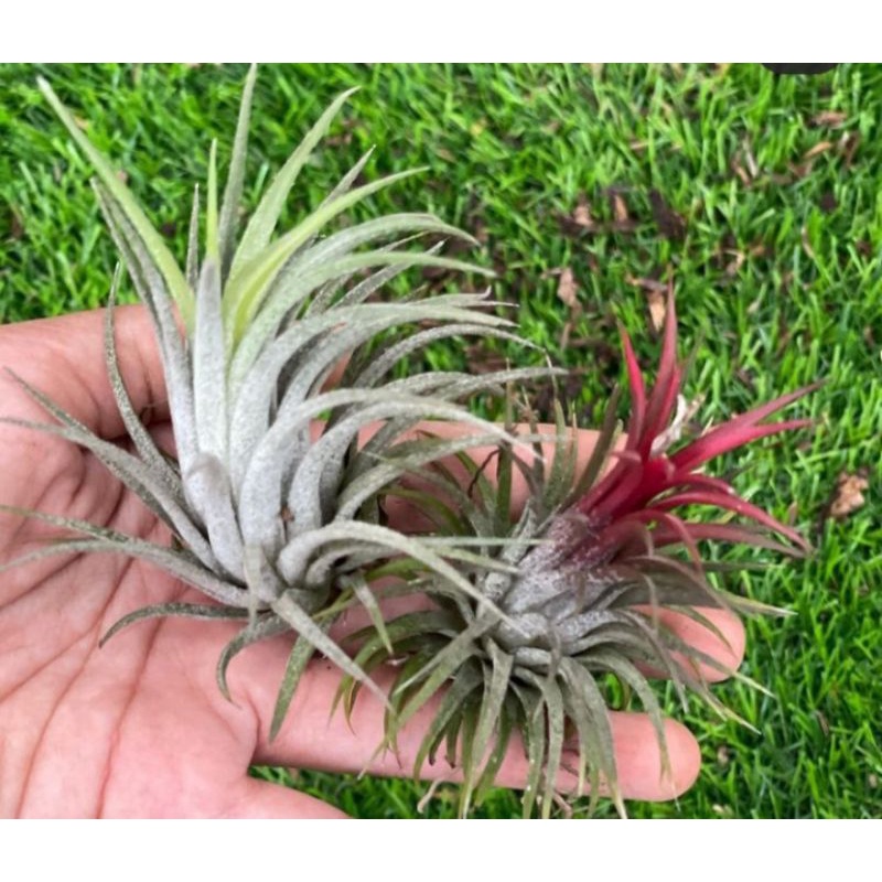 Tillandsia Tanaman Udara Ionantha Fuego Rubra Funckiana Vanhyningii