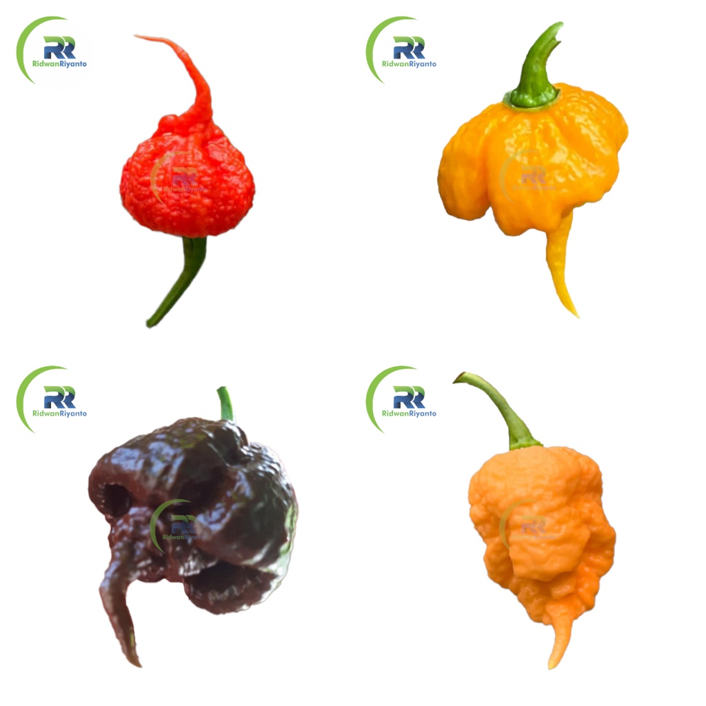 Paket 4d Biji Cabe Carolina Reaper Cabai Terpedas di Dunia Nomor 1 versi The Guinness World Record Benih Tanaman