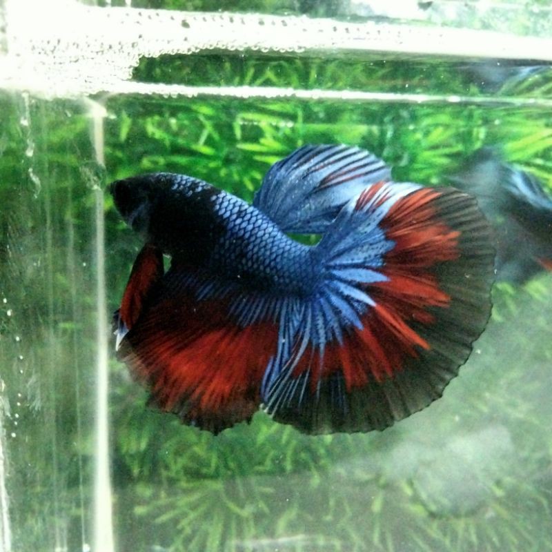 IKAN CUPANG AVATAR HALFMOON