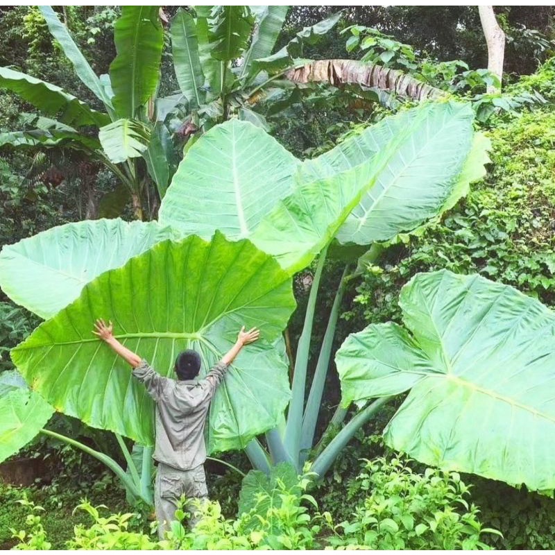 colocasia gigantea