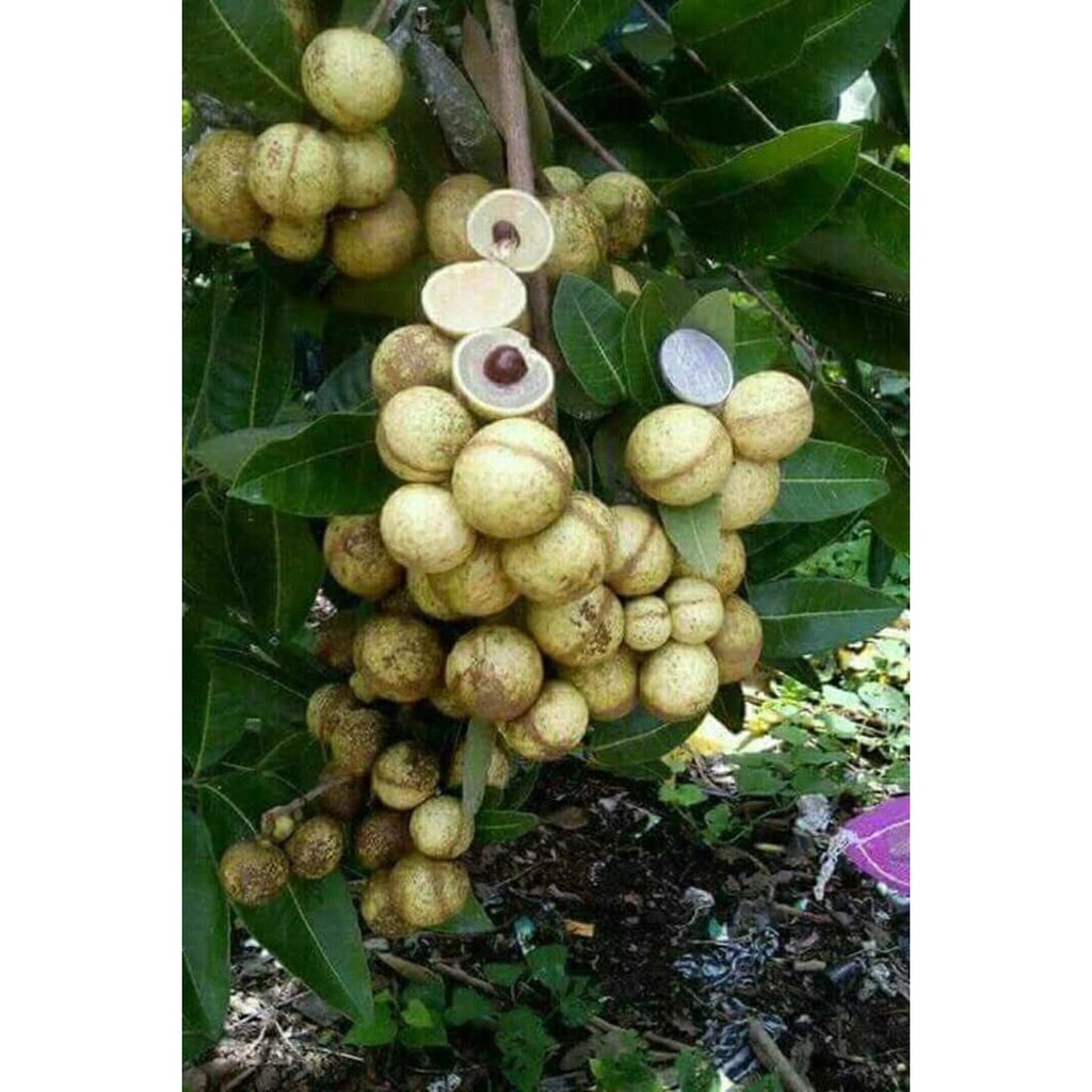 

Klengkeng Matalada