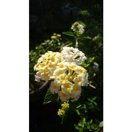 LANTANA PUTIH