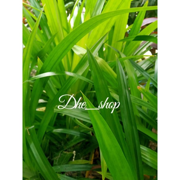 

Daun pandang segar