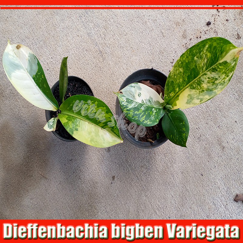 Pohon Anakan Dieffenbachia Bigben Variegata bukan aglaonema/ Sri rejeki varigata bukan aglonema