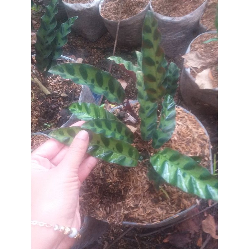 tanaman hias calathea ekor ayam