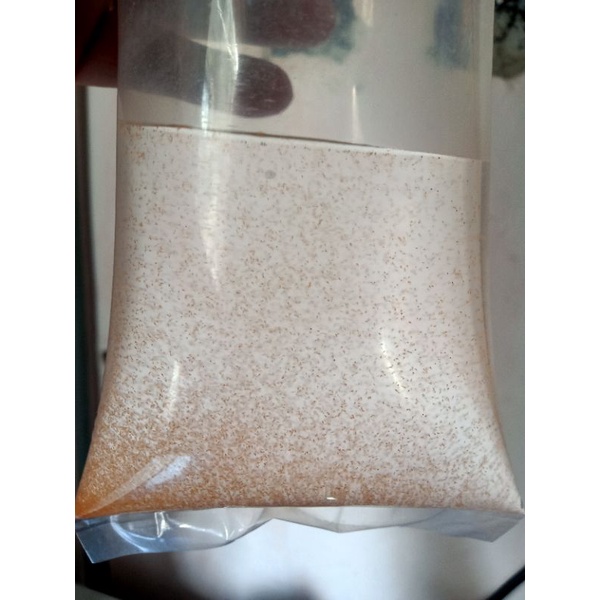 artemia hidup pakan burayak/guppy