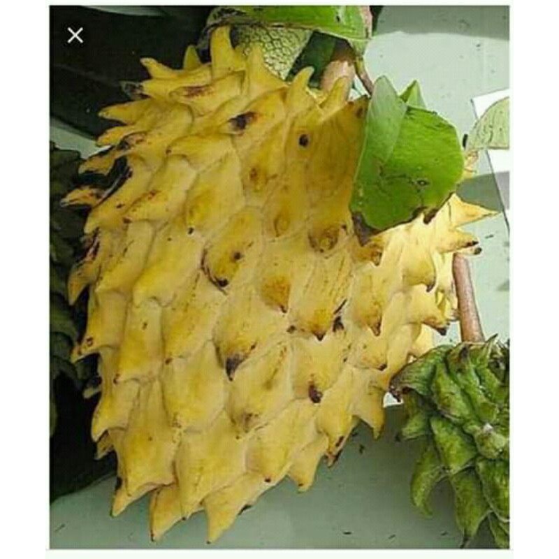 bibit srikaya biriba( srikaya nanas)