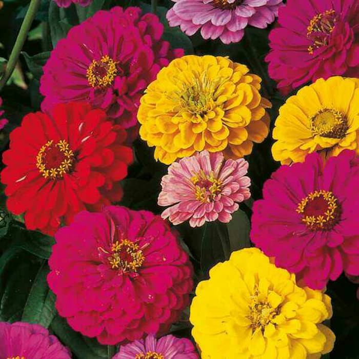 Biji Benih Bunga Zinnia Tumpuk Mixed Colort Seed Flowers 17 Biji