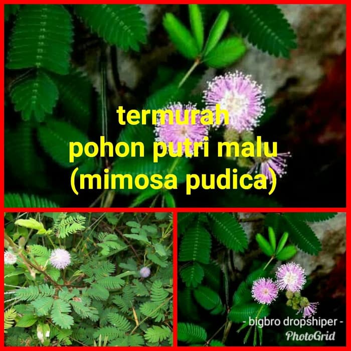 

putri malu segar 500gr pohon putri malu obat herbal pria kuat