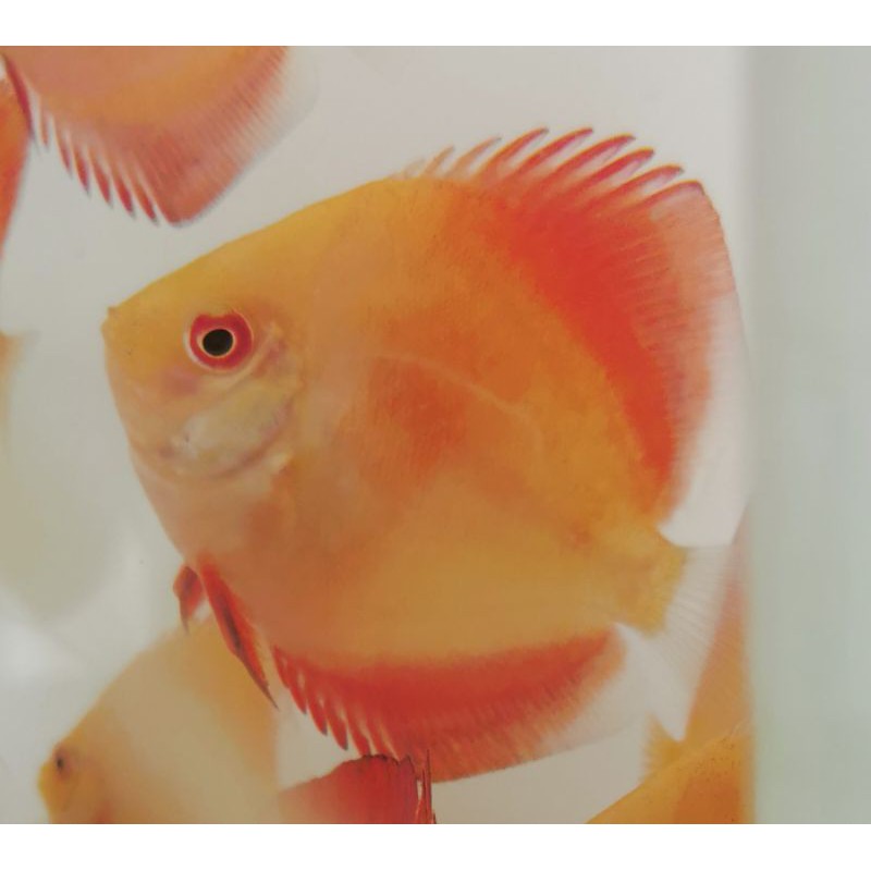 Ikan hias aquarium Discus Red Melon RM, bs Burger, Cabek, hikari, Vibrabite, pellet