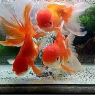 Ikan mas koki oranda jumbo Shopee Indonesia