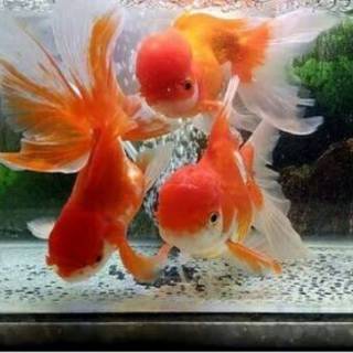 Ikan mas koki oranda jumbo Shopee Indonesia