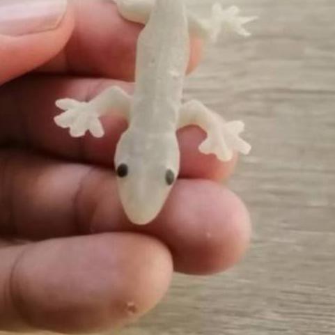 24+ Cicak Timur Background
Revisi
Get File
Cicak Timur
